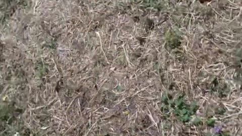 Rome, Europe parks spark fear.