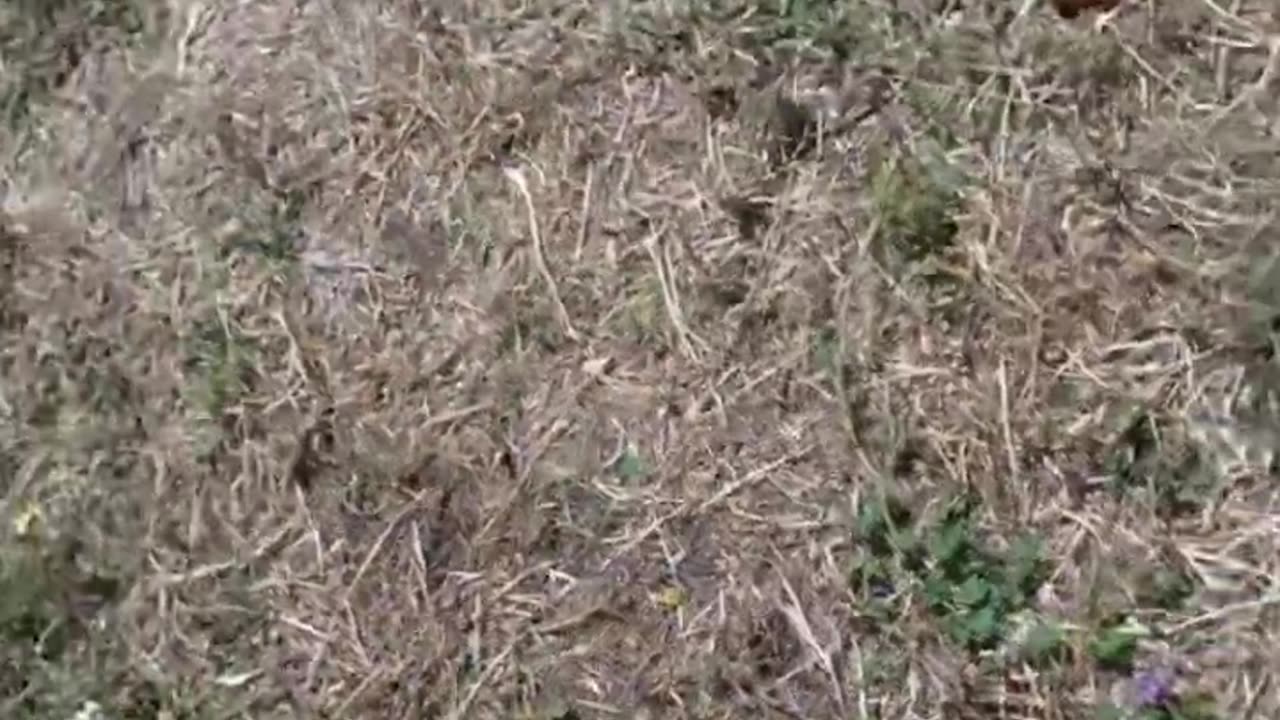 Rome, Europe parks spark fear.