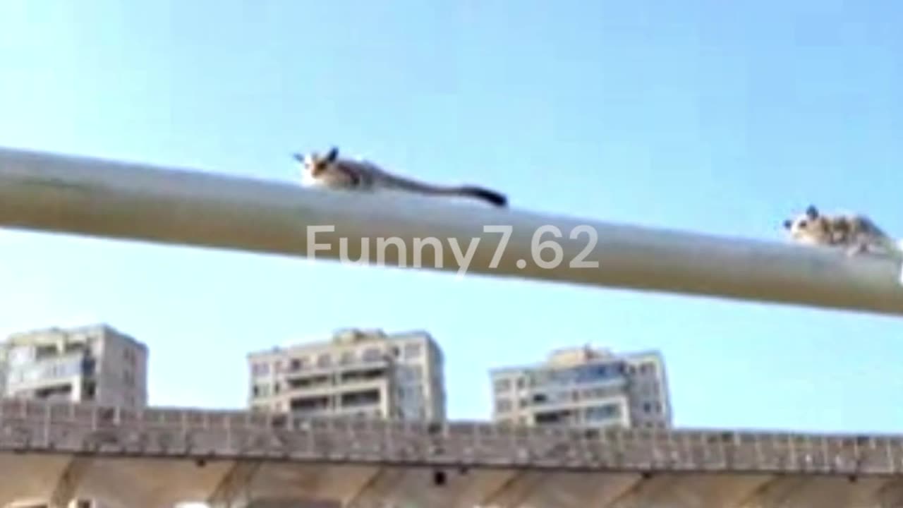 Adorable Sugar Gliders Jump Into Mom’s Hand
