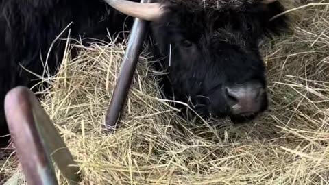 Cow Gets Head Stuck In Hay Rack