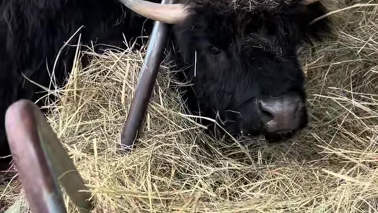 Cow Gets Head Stuck In Hay Rack