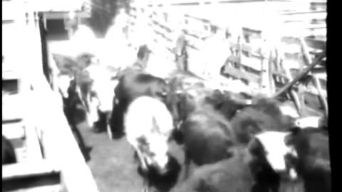 COOPERATIVE MARKETING--LIVESTOCK - COOPERATIVE MARKETING--LIVESTOCK - 33-323-r2