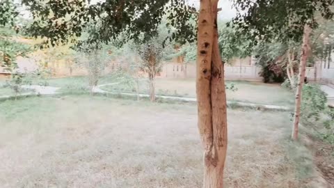 Park in Higher Secondary School Naudero ❤ #maxrecords #larkana #sindh #pakistan
