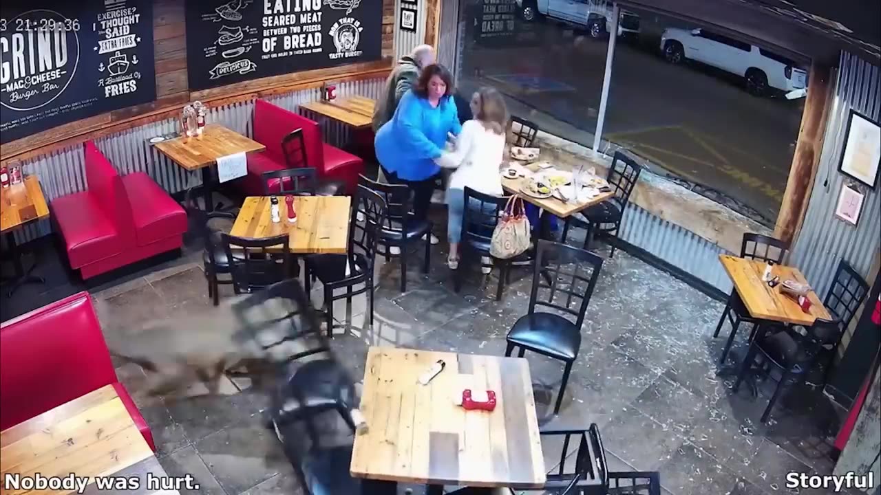 Craziest Animal Encounters of All Time