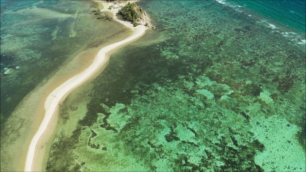 Elegant White Bloom Peace Lily Sept 2022