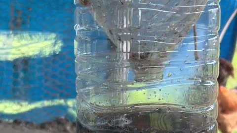 Homemade fly trap for chicken coop
