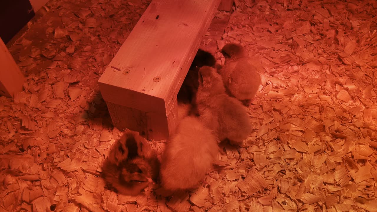 New Chicks