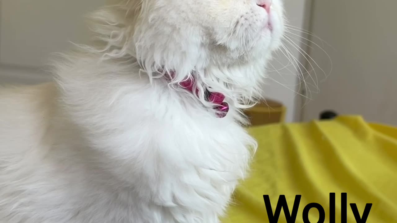 Wolly