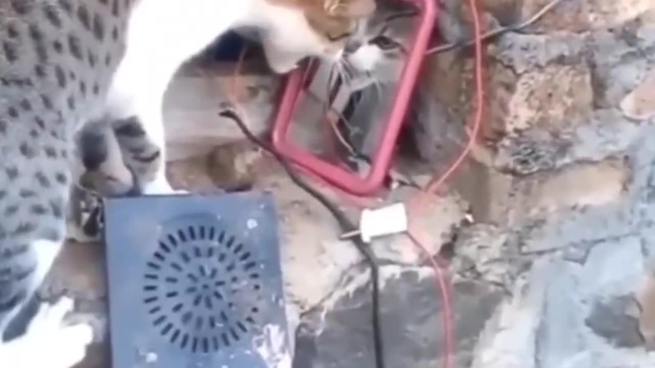 Ultimate Cute & Funny Pets Compilation! 🏡🐶