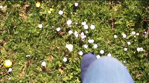 Walking Through Spring Flowers 1