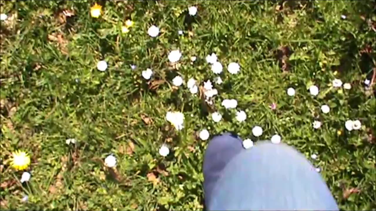 Walking Through Spring Flowers 1