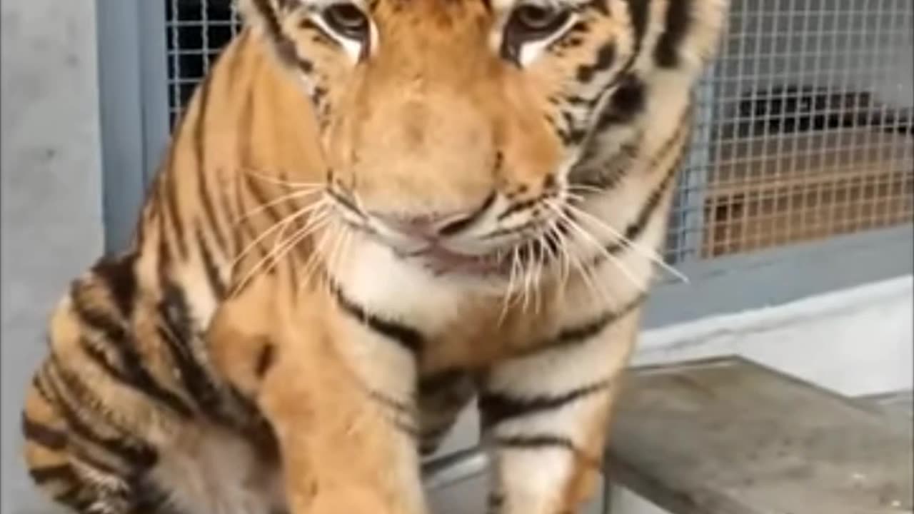 Tiger 🐯 very nice video