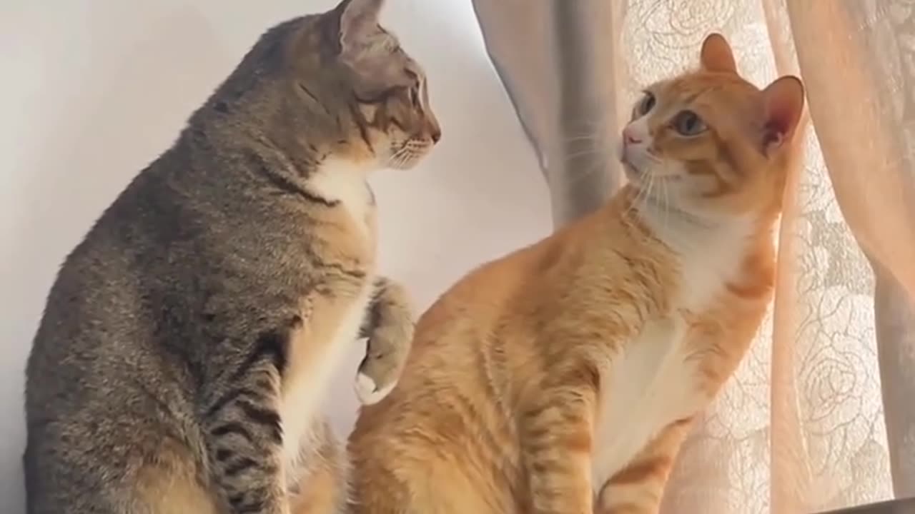 Funny animal video