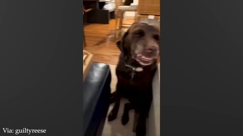 Funny Animals Shows