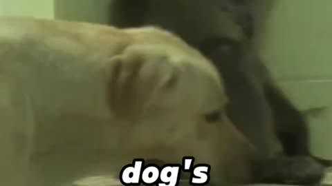 Monkey & Dog became best friends