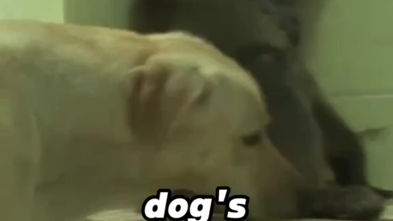 Monkey & Dog became best friends