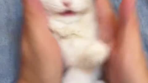 Dog's Comedy Videos 🤣 so cute videos and puppies comedy scenes 😂 so cute 🥰🥰🥰🥰