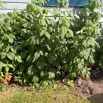 The dog was too quiet.....Rats! #lurcher, #hunting breed