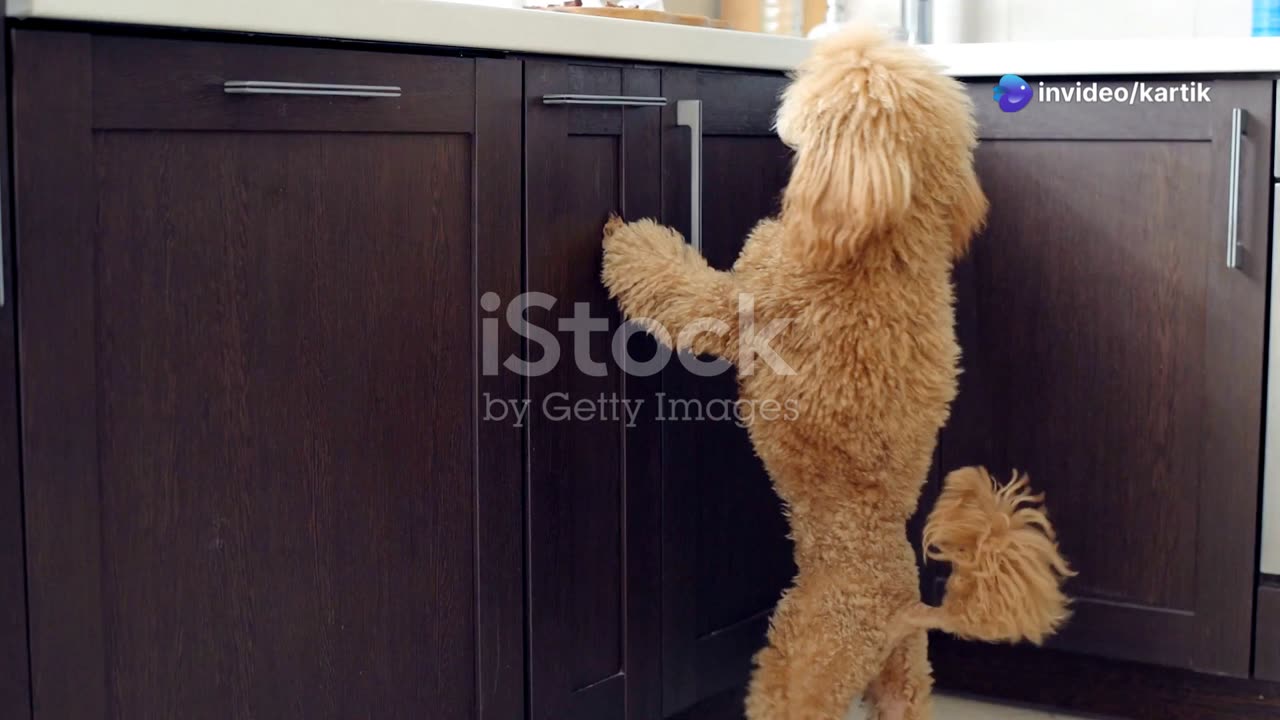 Funny animal video ; Dog trying to cook