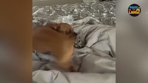 Hilarious Animal Moments 2025! 🐶😹 You Won’t Believe These Clips