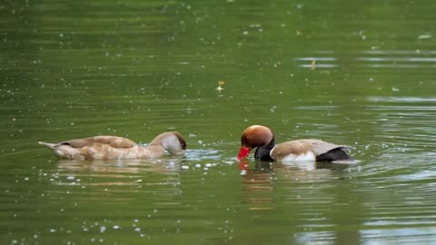 Pochard, couple, female