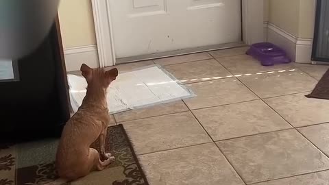 funny dogs