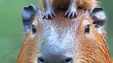 🌊 Capybara's Subaquatic Lifestyle Breaks Internet! 📱💯 | Chillest Animal Vibes Ever