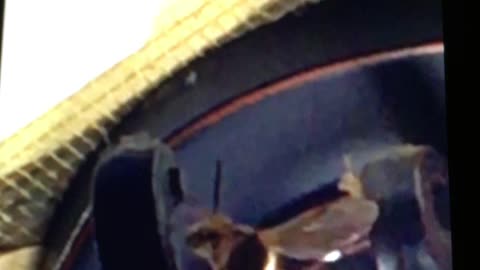 Murder hornet in Topeka
