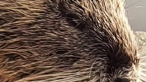 How to fix your digestion naturally. #health #healthy #healthadvice #reels #shorts