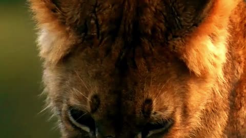 This Lion Cub’s Spa Day Starts with a Paw Wash! 🛁 #soundsofnature #animals #wildlife #lion #cute