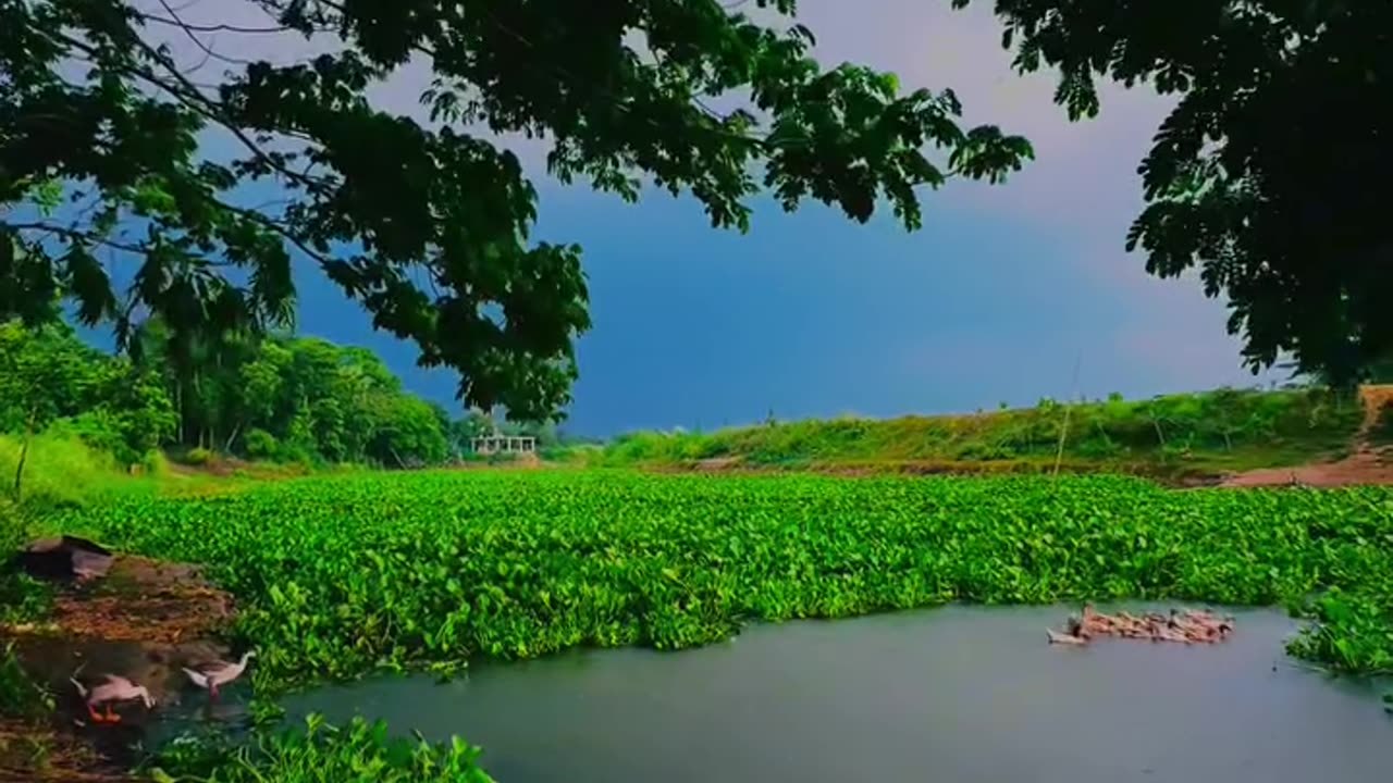Nature Beauty