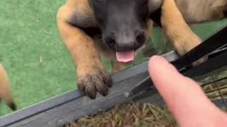 Dog's Comedy Videos 🤣 so cute videos 😍 funny videos 🤣 Live Camera HD video 🤣