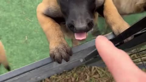 Dog's Comedy Videos 🤣 so cute videos 😍 funny videos 🤣 Live Camera HD video 🤣