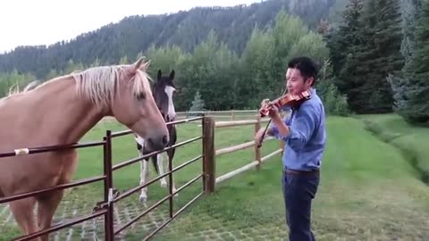 Horses like violin playing