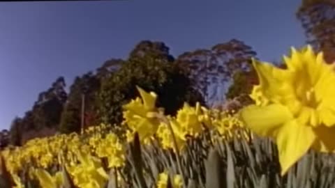 Walking on Air - Jose Padilla