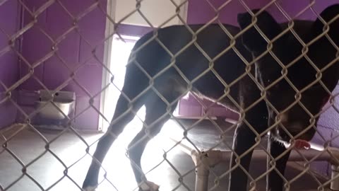 Astro 11mos Pet Id 947516 kennel 7 HSSAZ shelter20250517_163538619