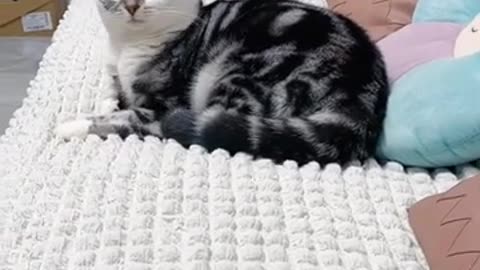 cats video