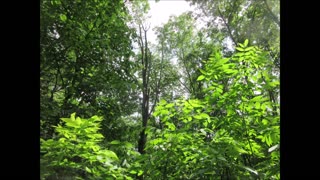 Nettle Tea Time Stinging Nettles July 2025