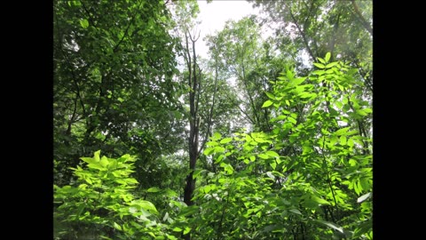 Nettle Tea Time Stinging Nettles July 2025