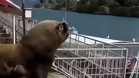 🐳😱 When You Least Expect It... A GIANT Seal Appears! | FunFM