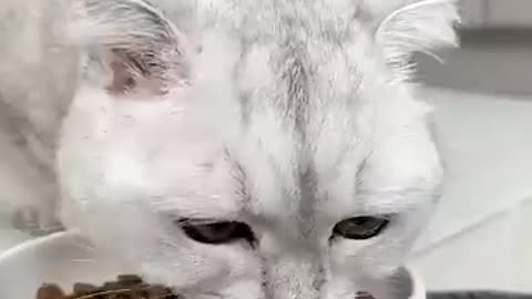 Shocking: Admit it! Have you ever tried cat food? #cat #cats