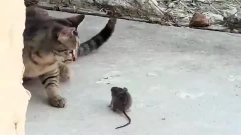 I did not expect this ending. 😺😲