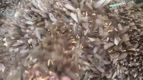 Je n'aurais pas cru moi-même, mais cette vidéo a pu être enregistrée.