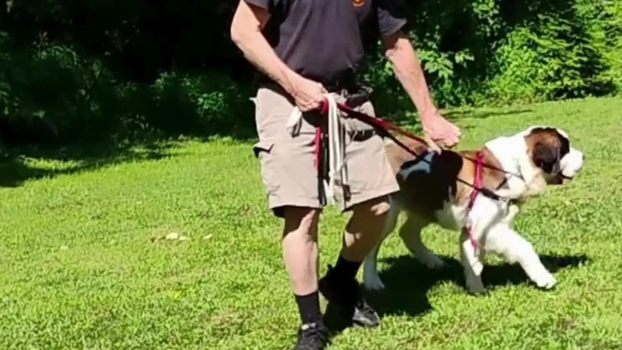 Aspen short 3