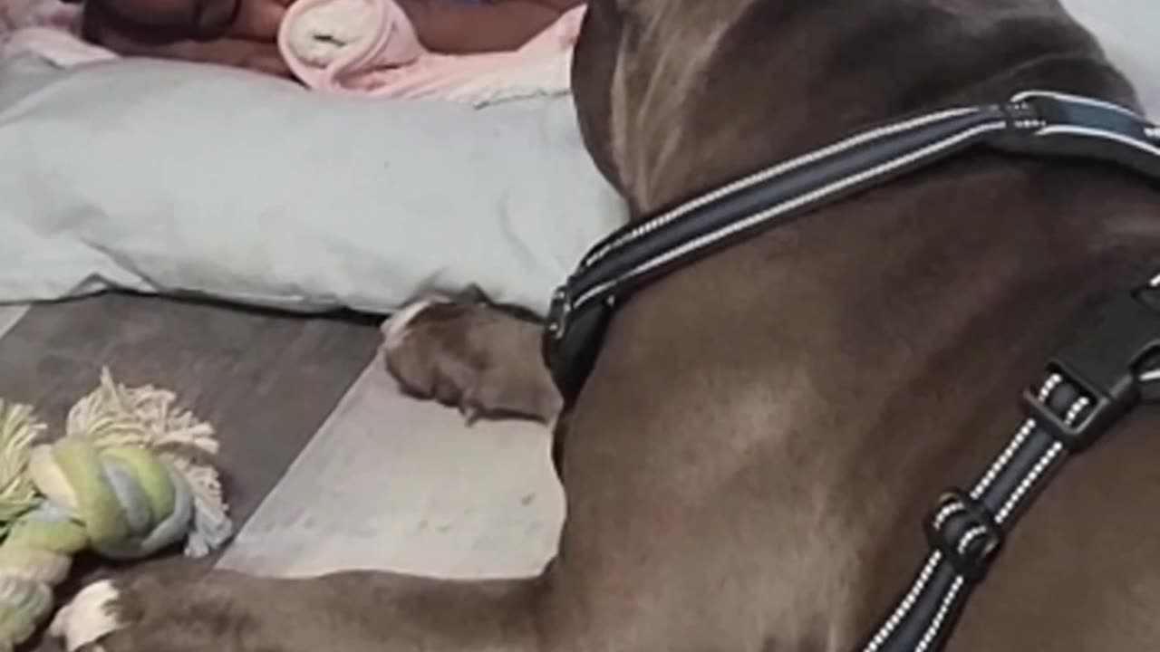 Hailey guardian even in dreamland