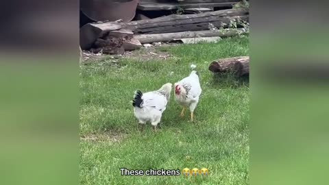 Funny animal fails