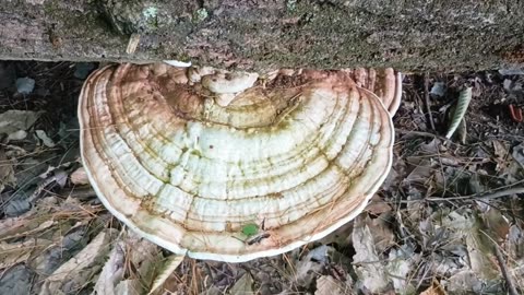 Big Mushroom