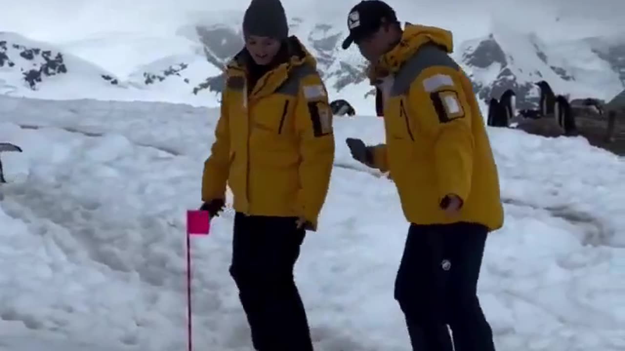 🐧😮 Watch This Polite Penguin's Epic Wait Game! | FeedMyCuriosity