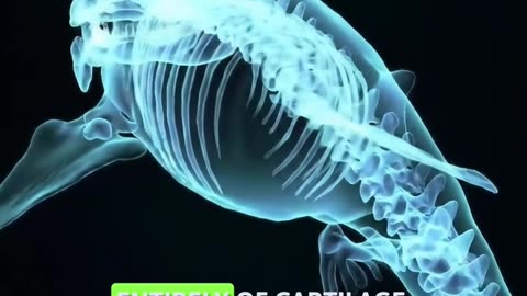 Sharks Don't Have Bones 🦈💀