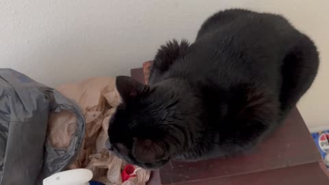 Cute Precious Piper Brings Things to My Attention - My Adopted Shelter Cat Vlog